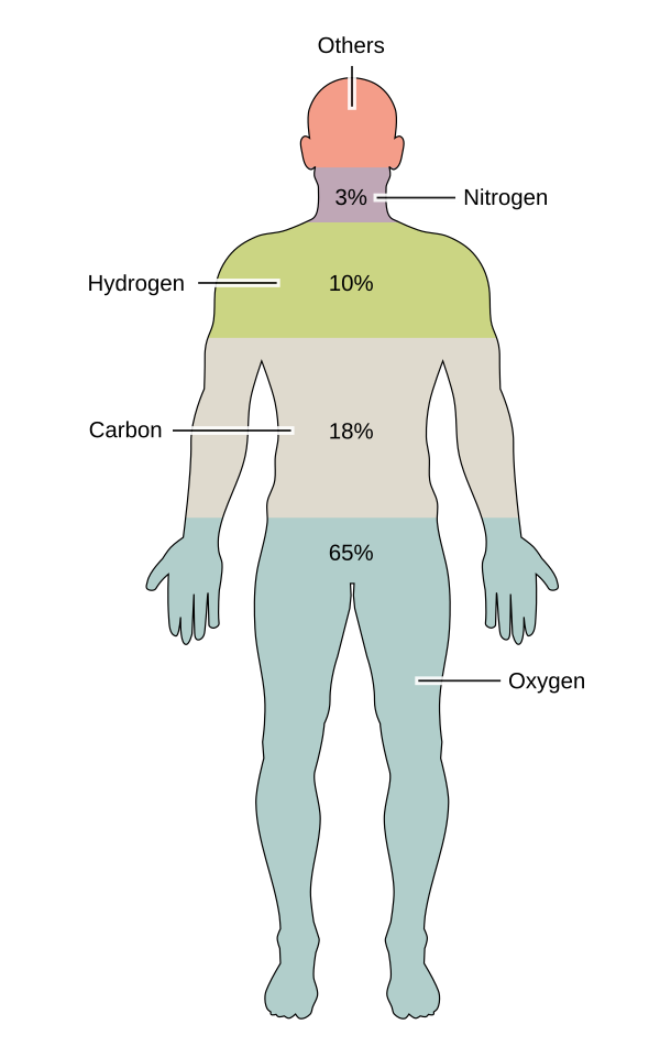 Human Body